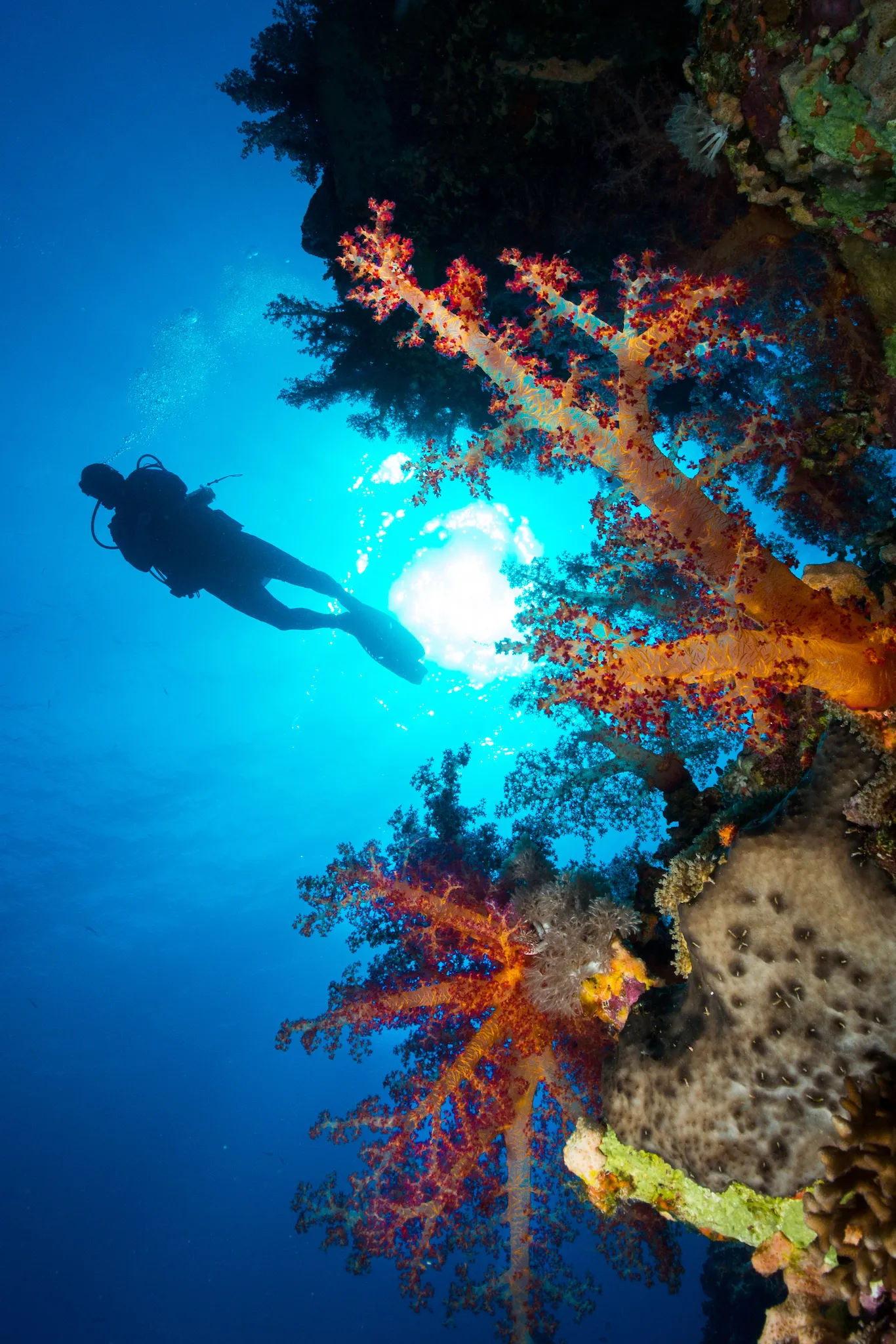 El_Gouna_Red_Sea_Diving (16)